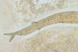 Jurassic, Predatory Fish (Aspidorhynchus) - Solnhofen Limestone #113746-4